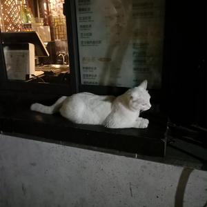 中国少妇大战黑鬼
